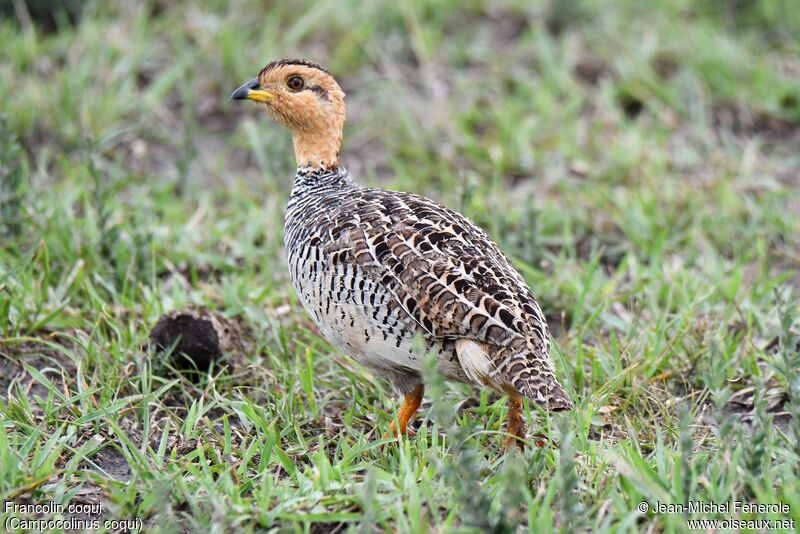 Coqui Francolin