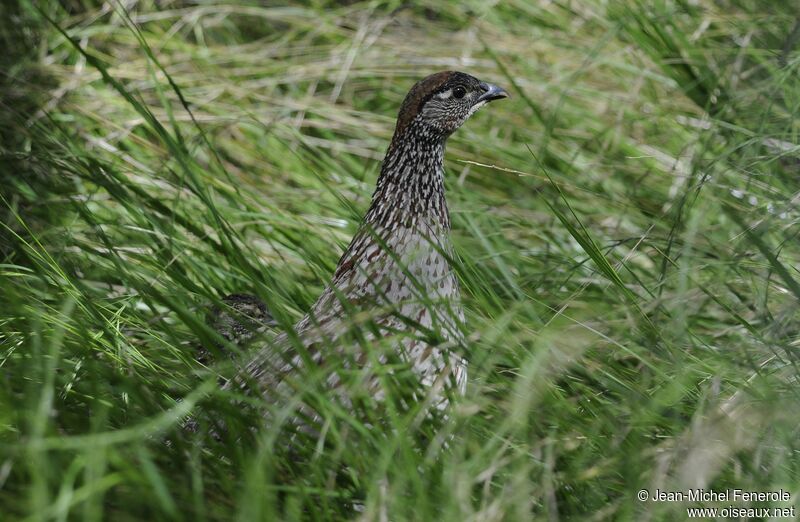 Francolin d'Erckel