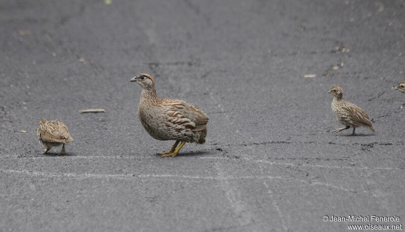 Erckel's Spurfowl