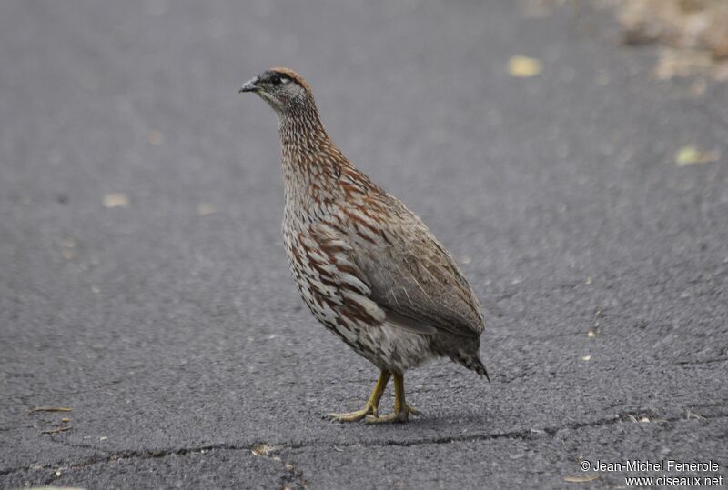 Francolin d'Erckel