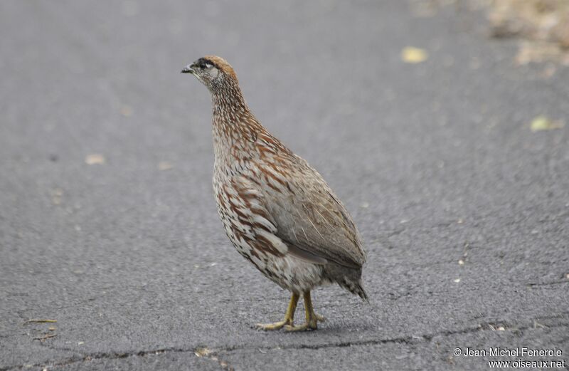 Francolin d'Erckel