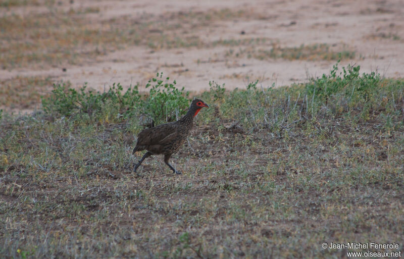 Swainson's Spurfowl