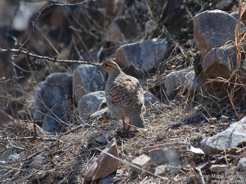 Francolin gris