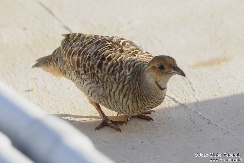 Grey Francolin