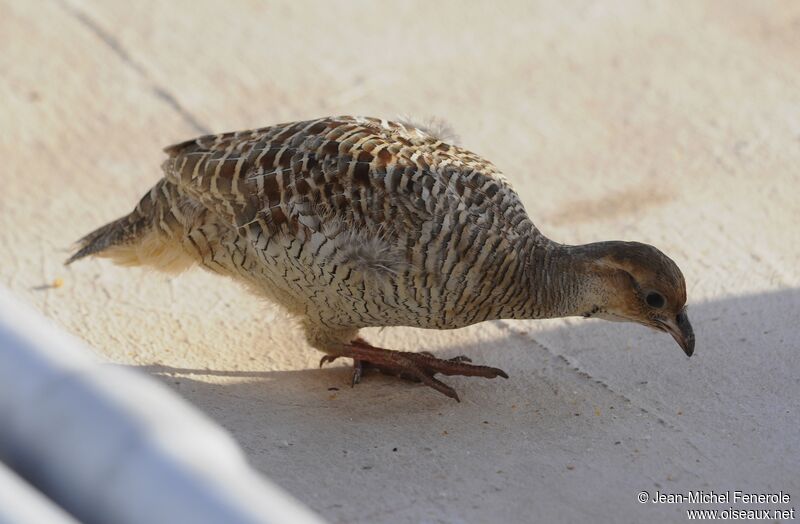 Francolin gris