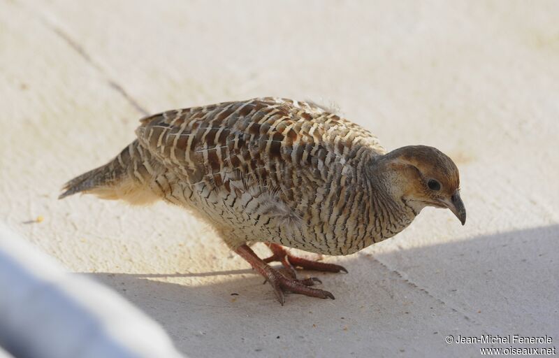 Grey Francolin