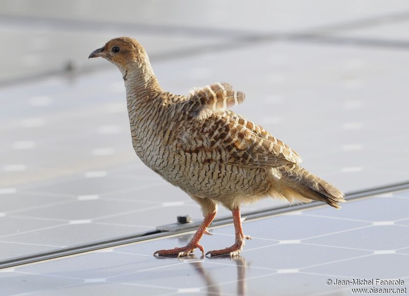 Francolin gris