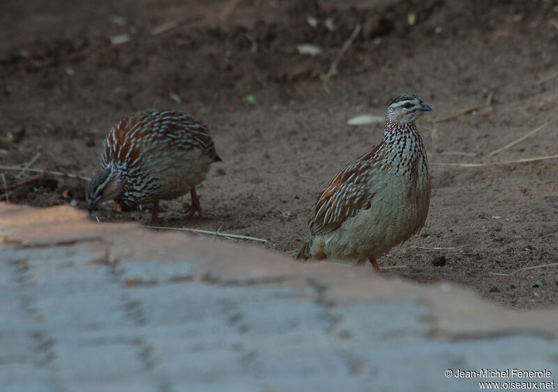 Crested Francolinadult, identification