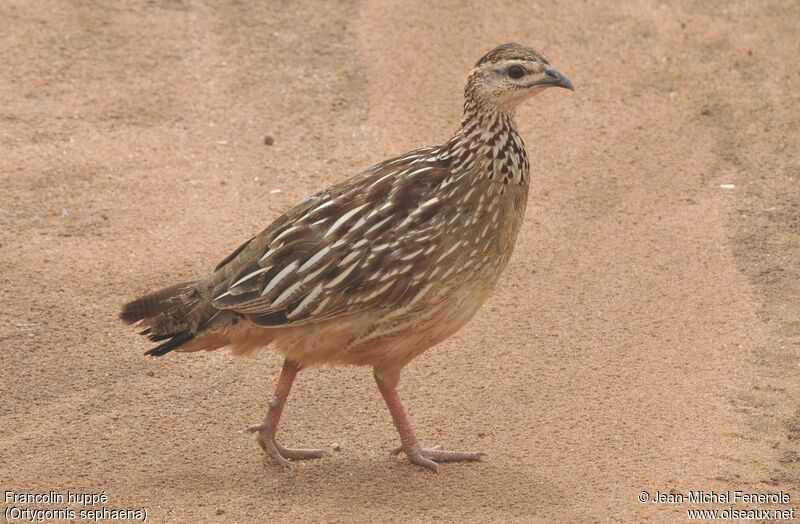 Francolin huppé