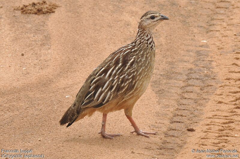 Francolin huppé