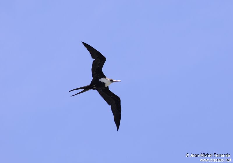 Great Frigatebird