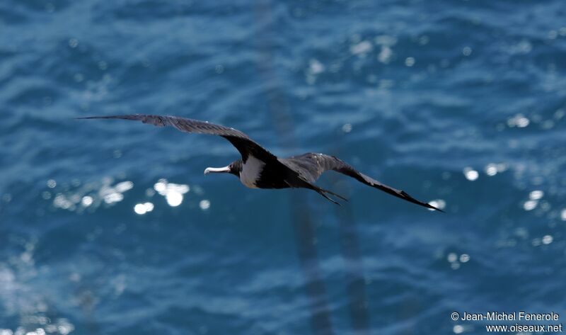 Great Frigatebird