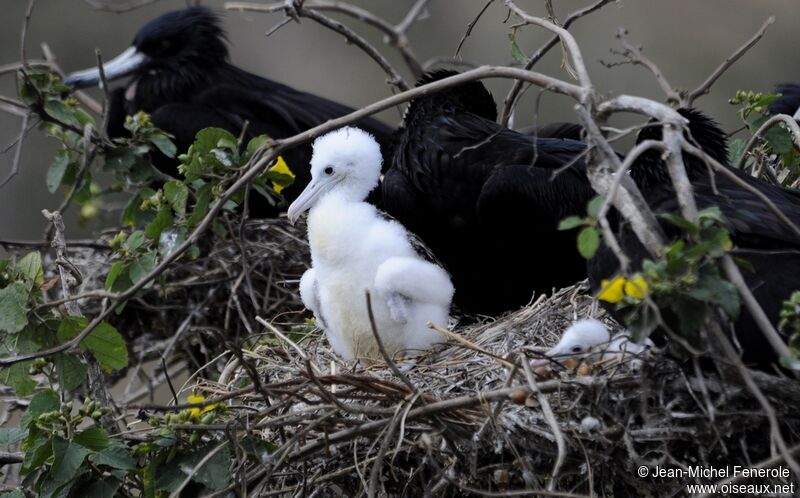 Magnificent Frigatebirdjuvenile