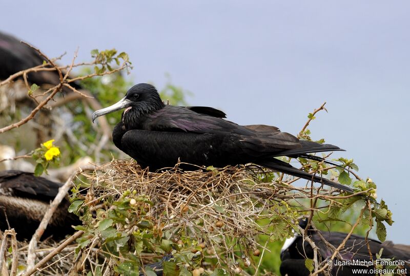 Magnificent Frigatebird male adult