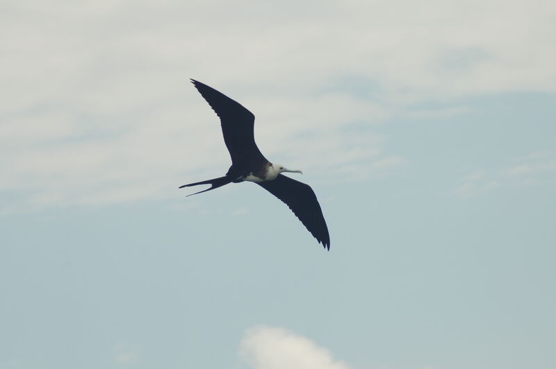 Magnificent Frigatebird