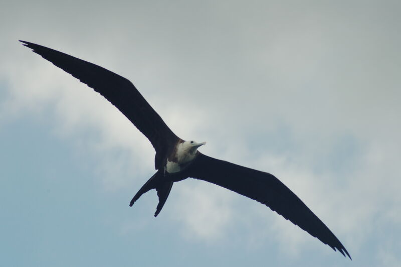 Magnificent Frigatebird