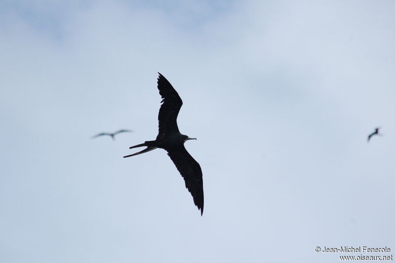 Magnificent Frigatebird male adult