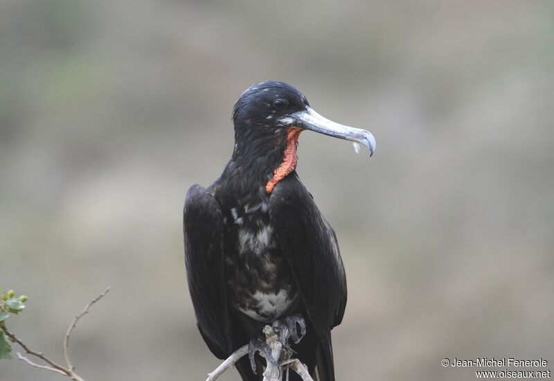 Magnificent Frigatebird