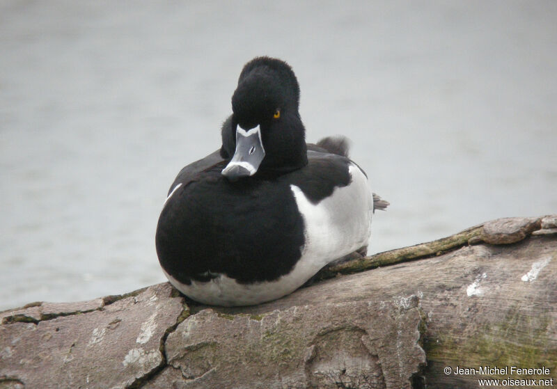 Ring-necked Duck male adult