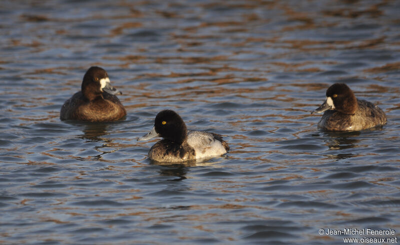 Lesser Scaup 