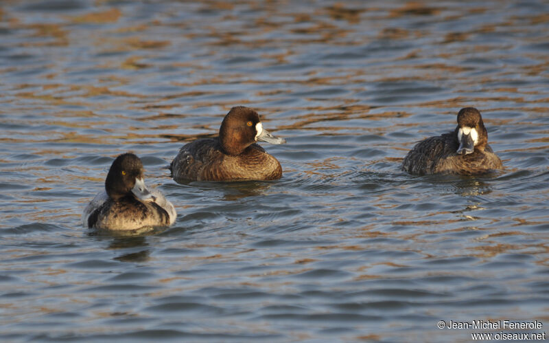 Lesser Scaup 