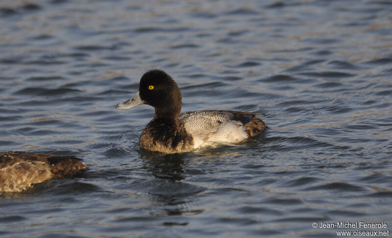 Lesser Scaup male adult