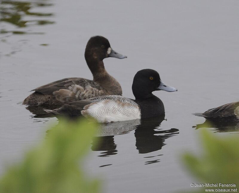 Lesser Scaup