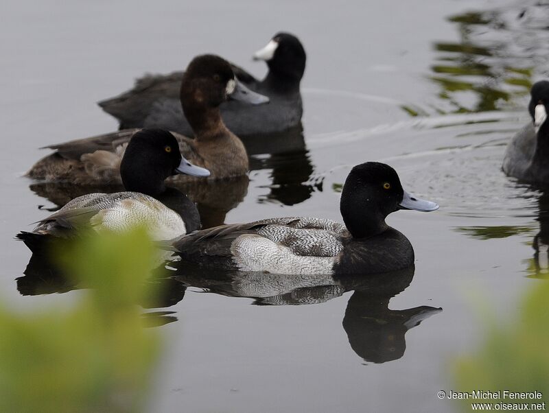 Lesser Scaup