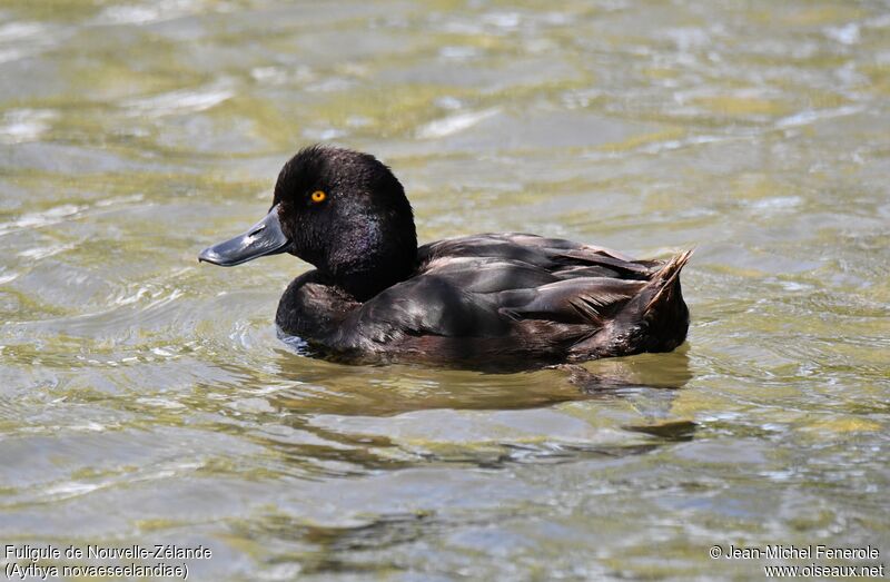 New Zealand Scaup