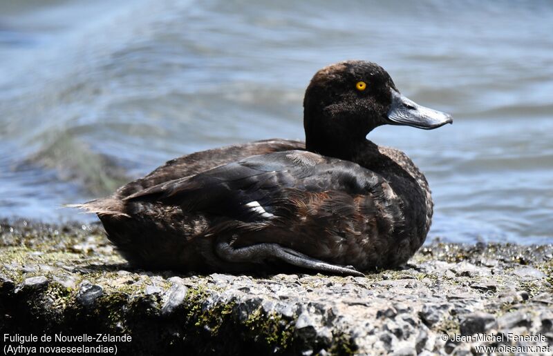 New Zealand Scaup