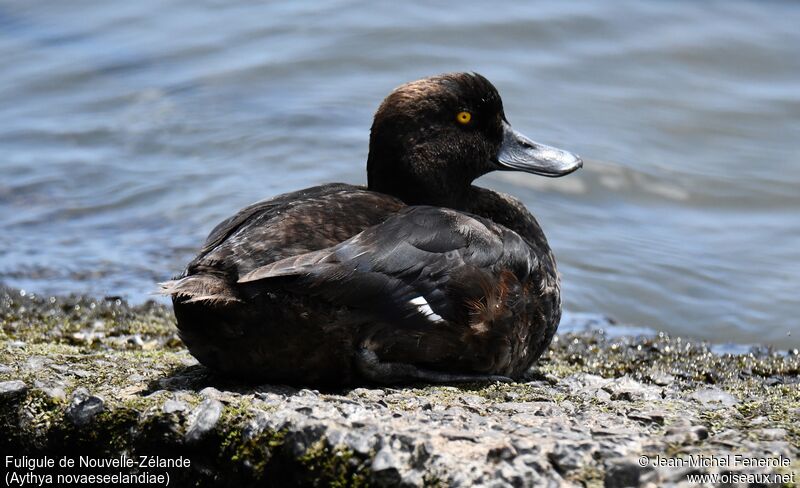 New Zealand Scaup