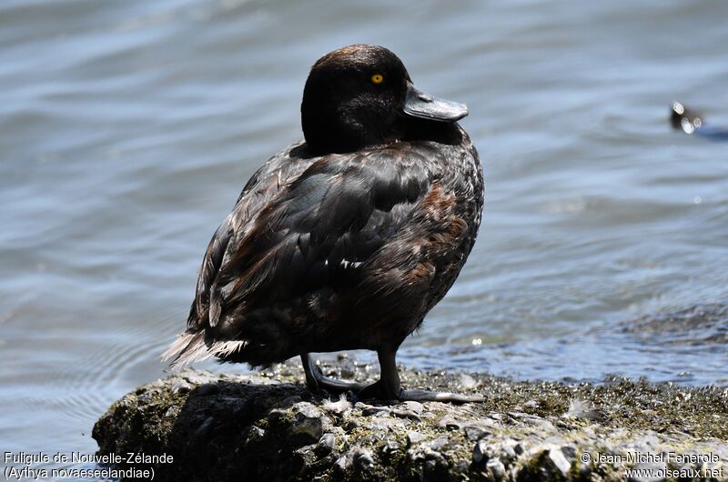 New Zealand Scaup