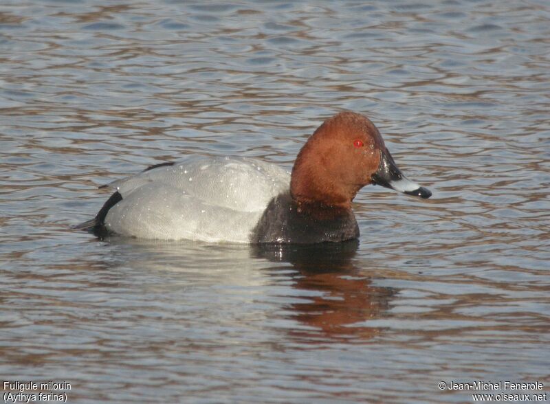 Common Pochard male adult breeding