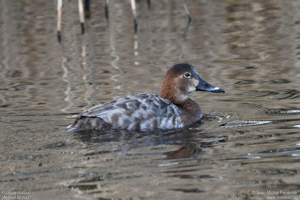 Common Pochard