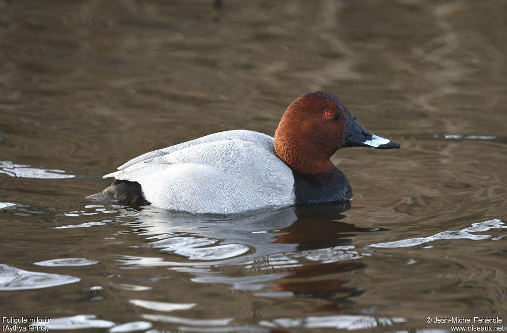 Common Pochard male