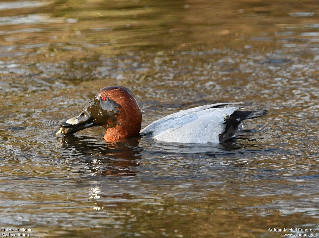 Common Pochard male, fishing/hunting