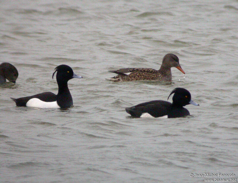 Tufted Duck