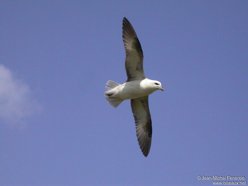 Fulmar boréal