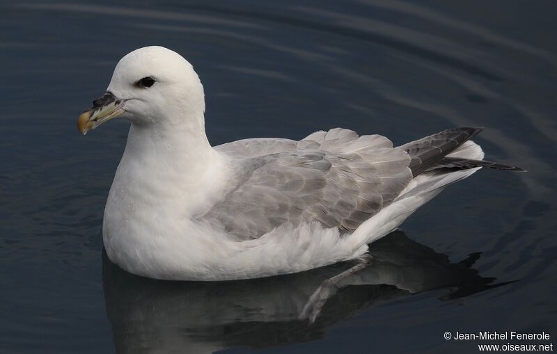 Fulmar boréal