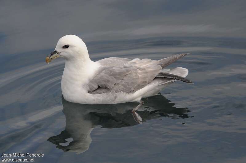 Fulmar boréaladulte, identification