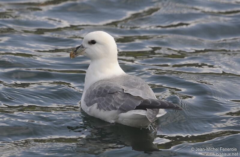 Northern Fulmar