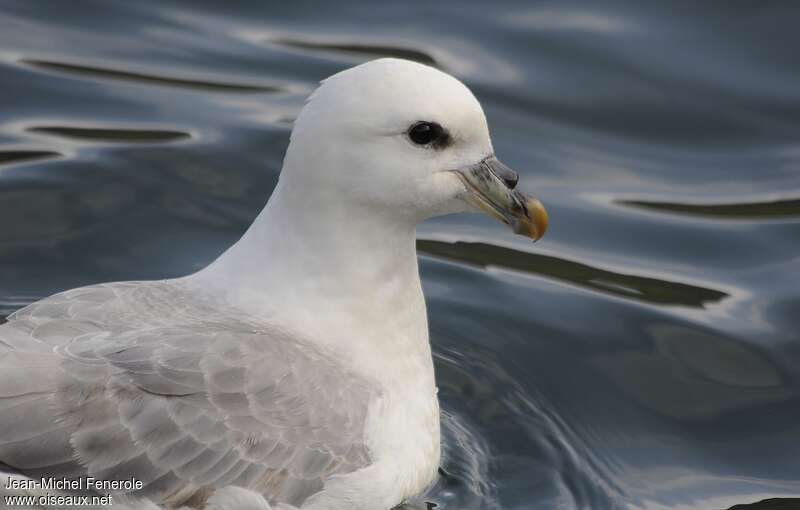 Fulmar boréaladulte, portrait