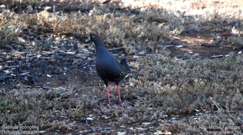 Black-tailed Nativehen