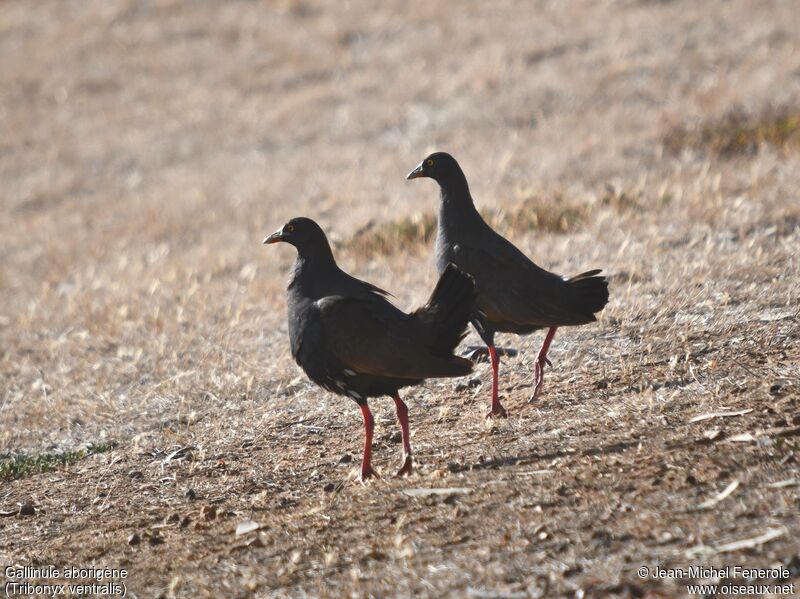 Black-tailed Nativehen