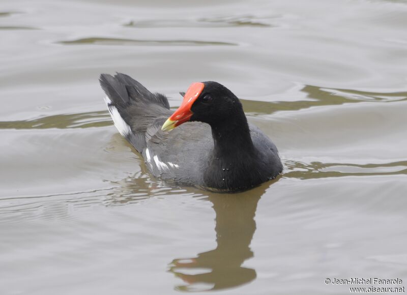 Gallinule d'Amérique