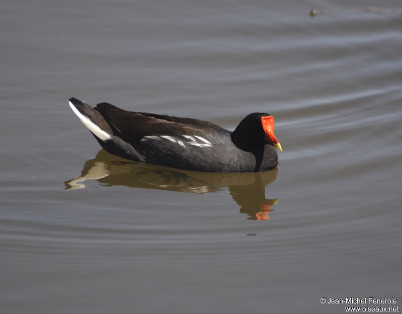 Gallinule d'Amérique