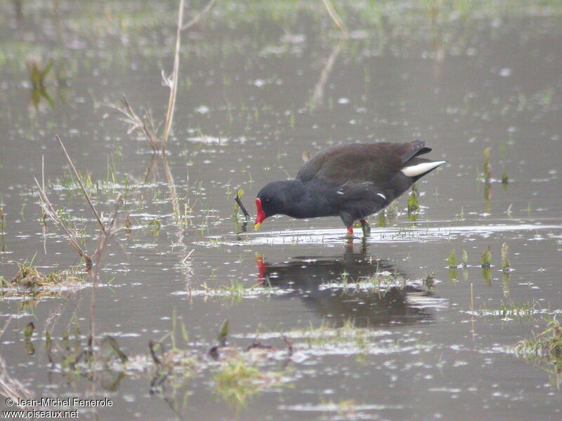 Common Moorhen