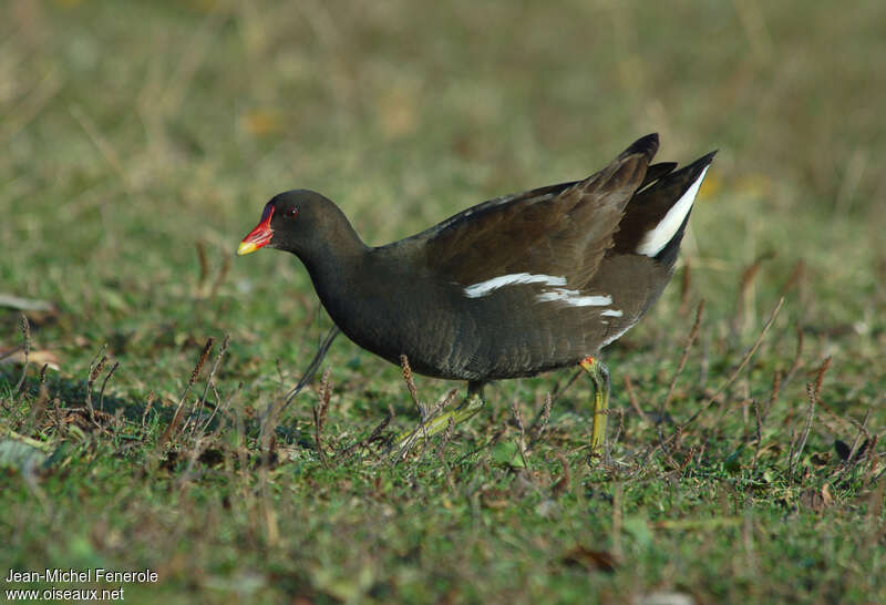 Gallinule poule-d'eauadulte