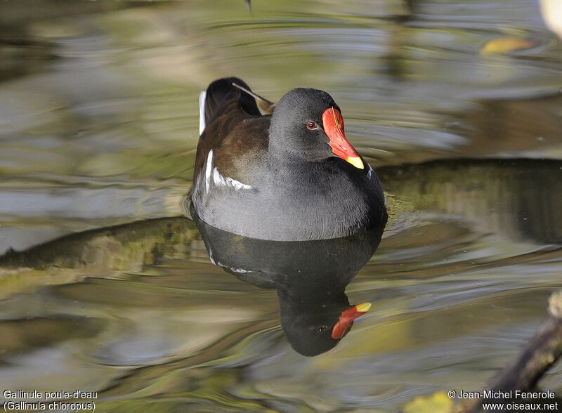 Gallinule poule-d'eau