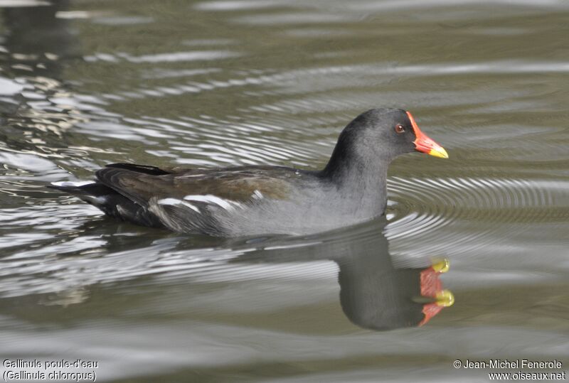 Gallinule poule-d'eau